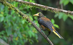 Psarocolius angustifrons