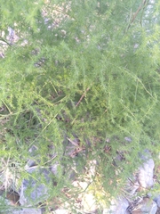 Asparagus setaceus