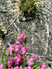 Erica palliiflora