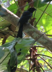 Dicrurus paradiseus