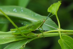Atractomorpha sinensis