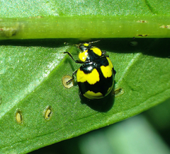 Illeis galbula