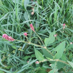 Persicaria viscosa