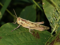 Patanga japonica