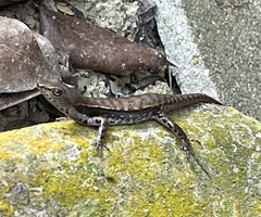 Sphenomorphus variegatus