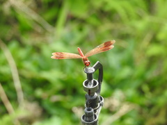 Sympetrum pedemontanum elatum