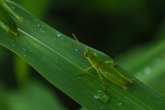 Atractomorpha sinensis