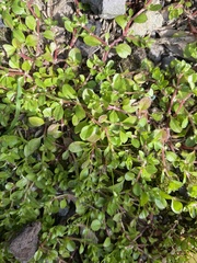 Polycarpon tetraphyllum