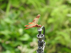 Sympetrum pedemontanum elatum