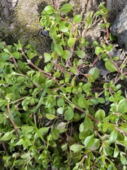 Polycarpon tetraphyllum