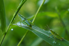 Atractomorpha sinensis