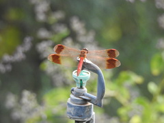 Sympetrum pedemontanum elatum