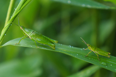 Atractomorpha sinensis