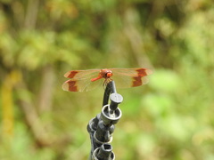 Sympetrum pedemontanum elatum