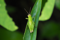 Xenocatantops humilis