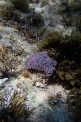 Phlyctenactis tuberculosa