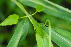 Atractomorpha sinensis