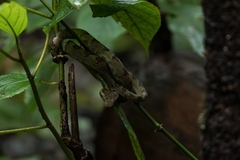 Craspedocephalus malabaricus