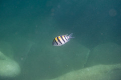 Abudefduf vaigiensis