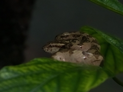 Craspedocephalus malabaricus