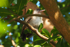 Pycnonotus aurigaster