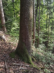 Abies alba