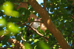 Pycnonotus aurigaster