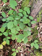 Rubus hirtus