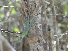 Anolis conspersus