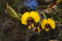 Bossiaea eriocarpa