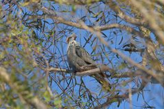 Lopholaimus antarcticus