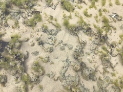 Lepidoblennius marmoratus