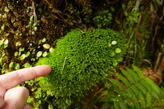 Leptostomum macrocarpum