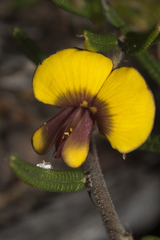 Bossiaea eriocarpa