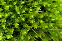 Leptostomum macrocarpum