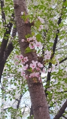 Cerasus