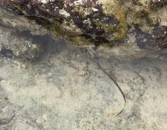 Lepidoblennius marmoratus