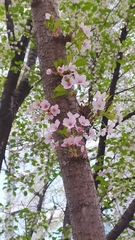 Cerasus
