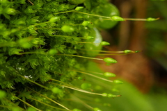 Leptostomum macrocarpum