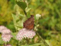 Polygonia c-aureum