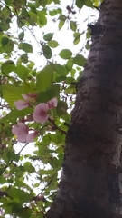Cerasus