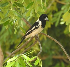 Cracticus nigrogularis