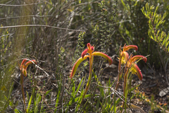 Anigozanthos humilis