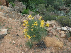 Euryops
