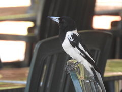 Cracticus nigrogularis