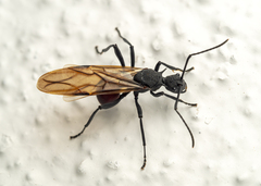 Polyrhachis armata