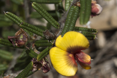 Bossiaea eriocarpa