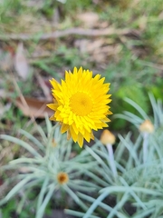 Leucochrysum albicans