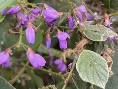 Puhuaea sequax