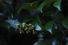 Lithocarpus glaber